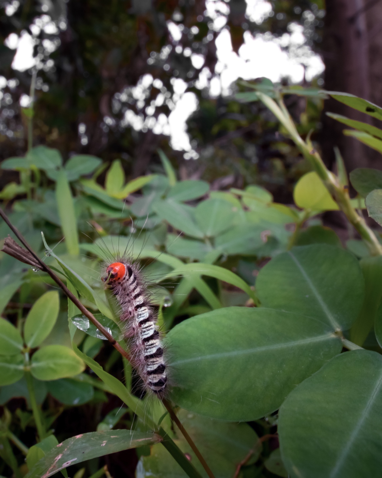 50A2B474 249C 478A 96B1 F6DACCBA85CD