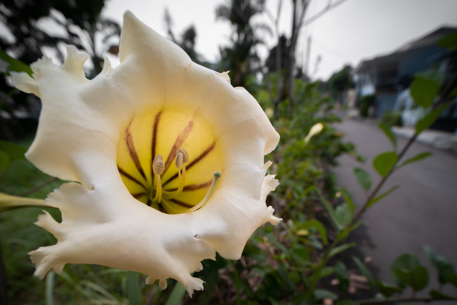 9A995F96 0864 4656 B660 ED6C52BF9C09