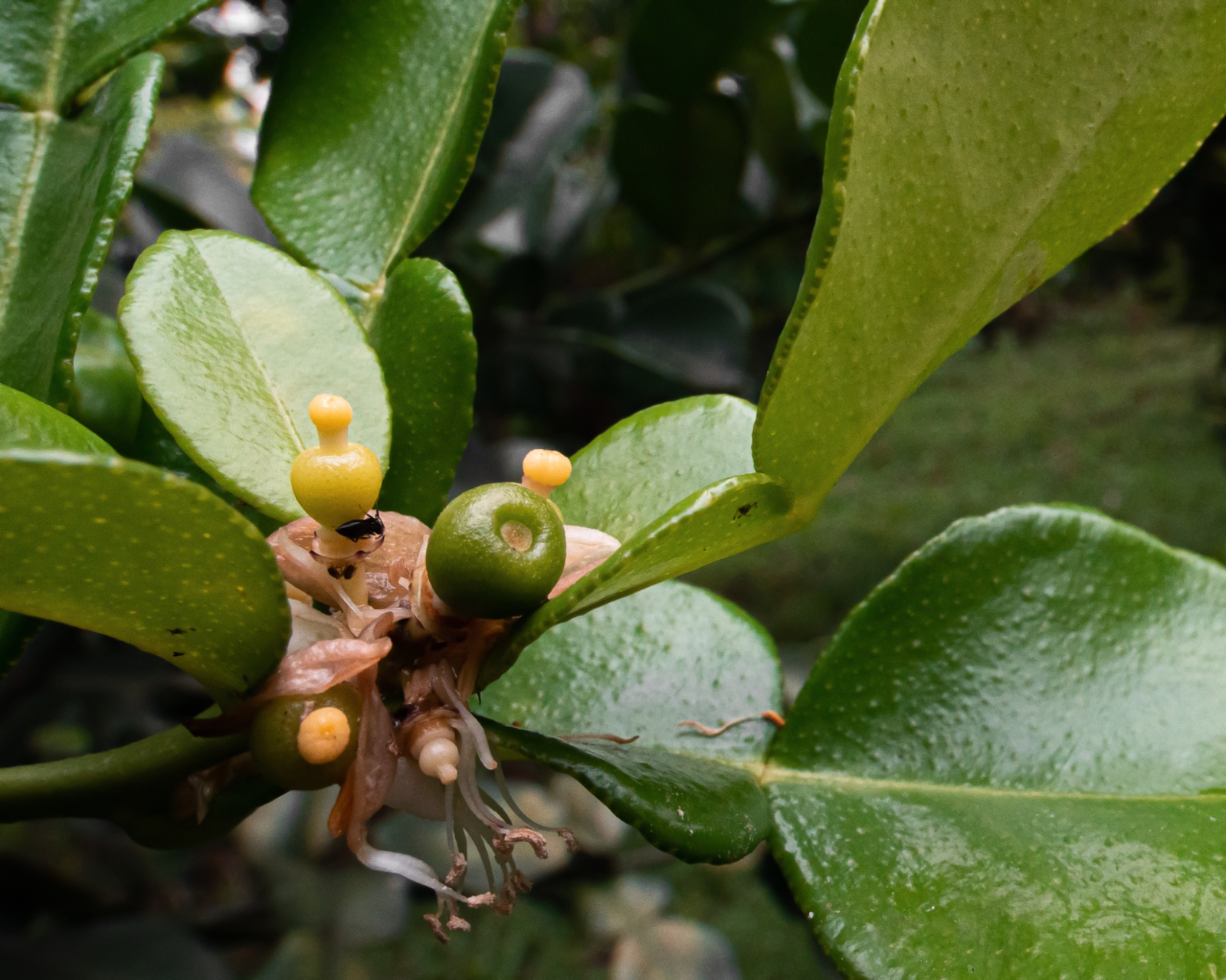 9D1AD13C 15C0 4D36 B8E4 E5F2A552AE3D