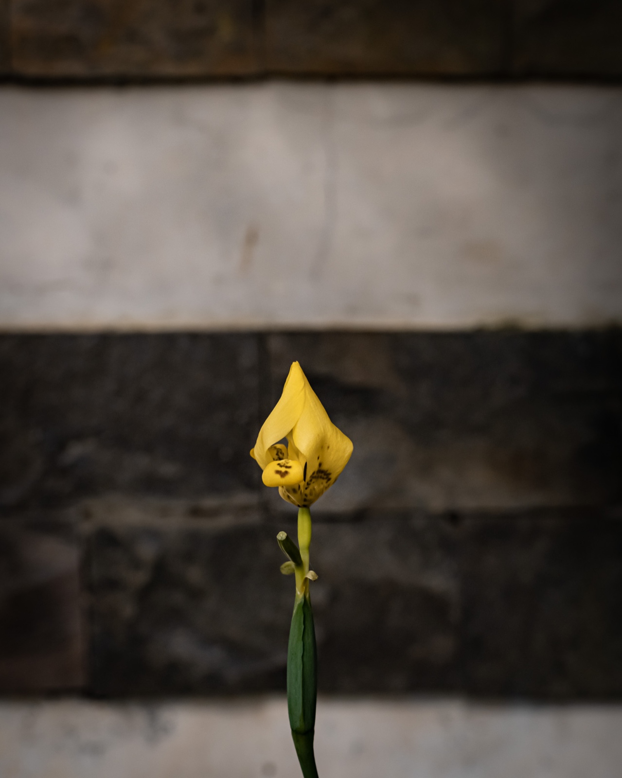 AF0E6299 6411 418D 9509 38097B1C087B