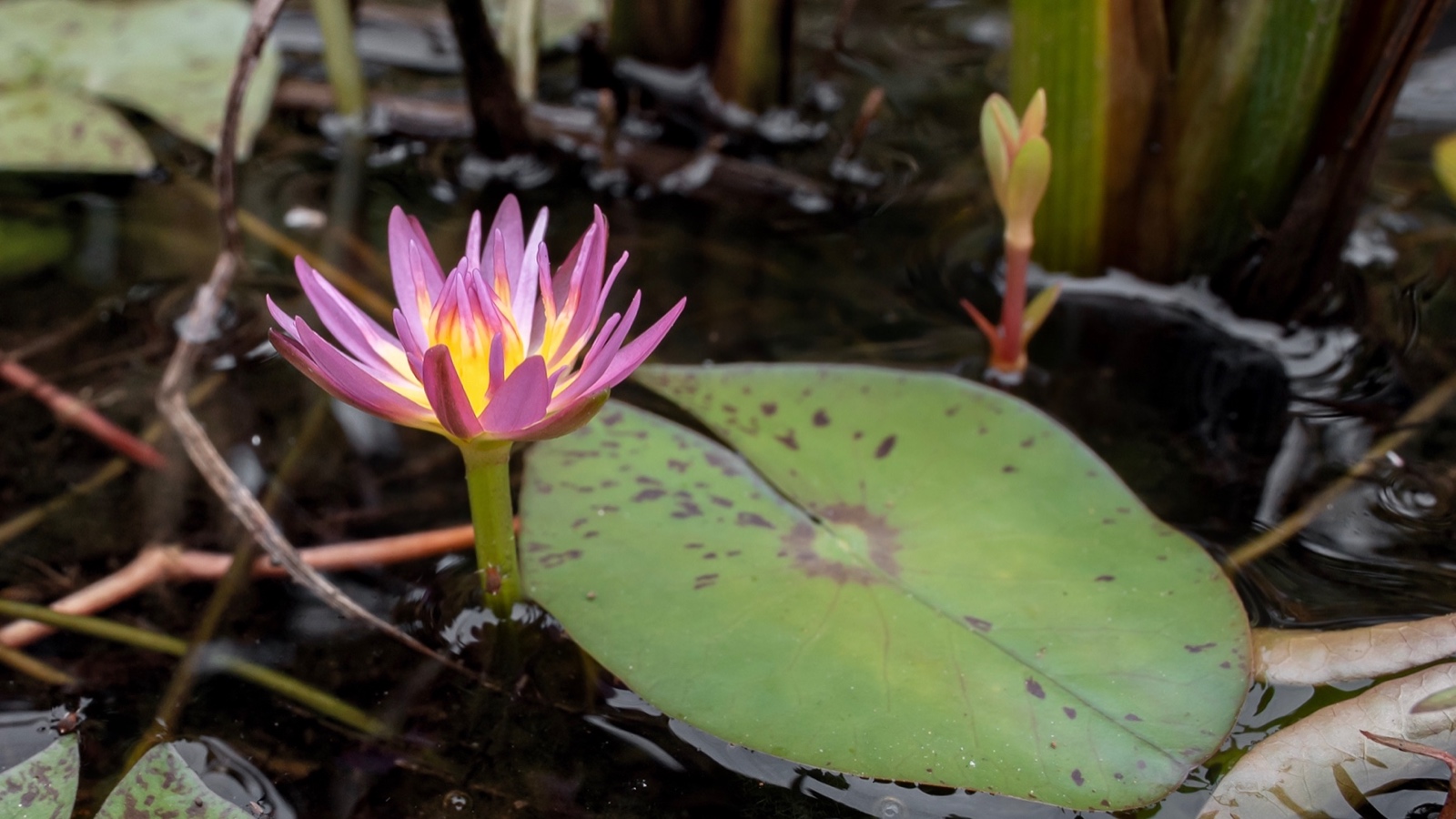 B8007843 296D 437B B191 1514A825A11F