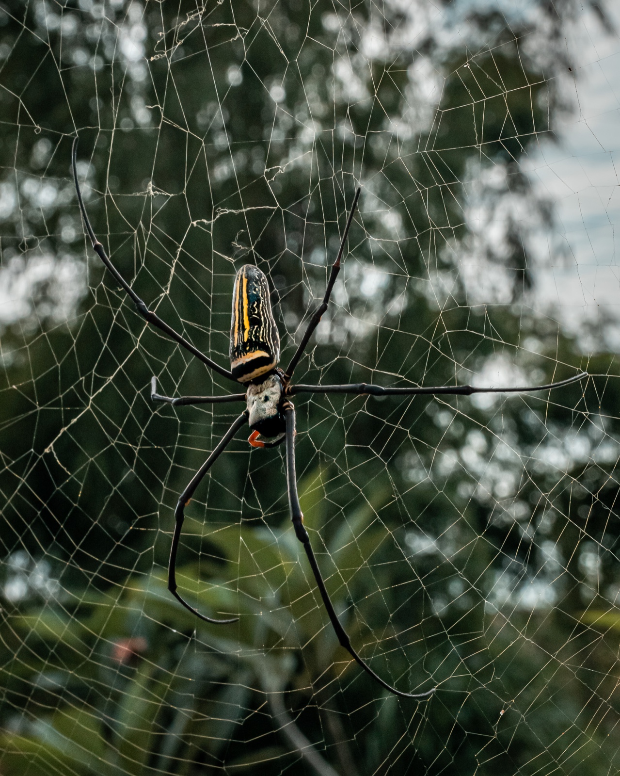 B92A17CC F2BC 46ED AB68 180FF6A9B482