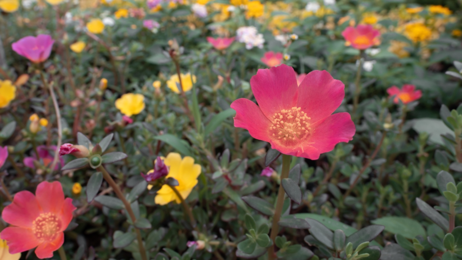 C7E2934D 7ED6 44FD B2C1 ECC0C66520C4