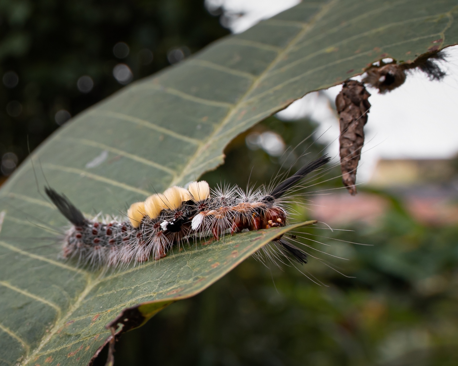 C84E8056 6B4E 4788 9CEB B240237DB724